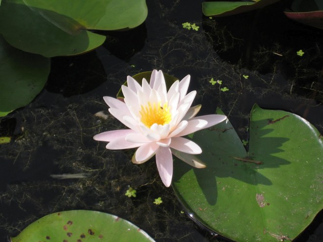 Lotus Festival Flowers in Port Arthur Texas