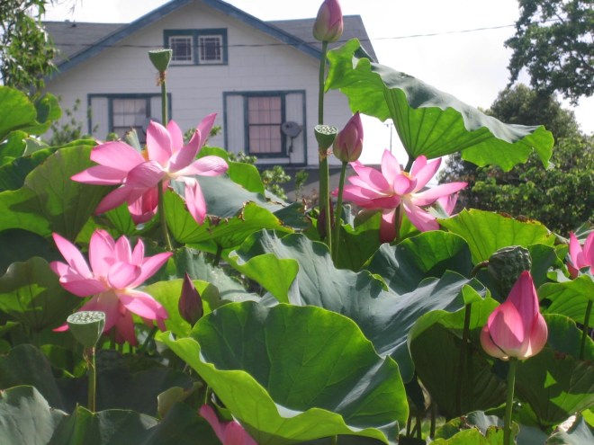 Lotus Festival Flowers in Port Arthur Texas