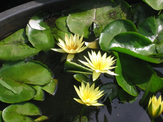 Lotus Festival Flowers in Port Arthur Texas