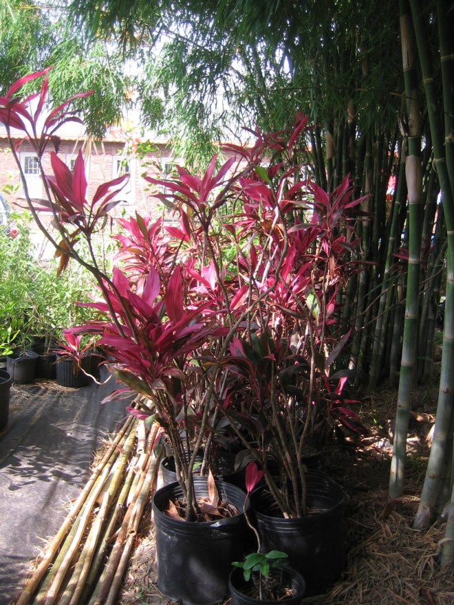 Lotus Festival Flowers in Port Arthur Texas
