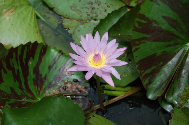 Flower at Port Arthur Lotus Festival - 2012 - Photo by Gail Pickens-Barger