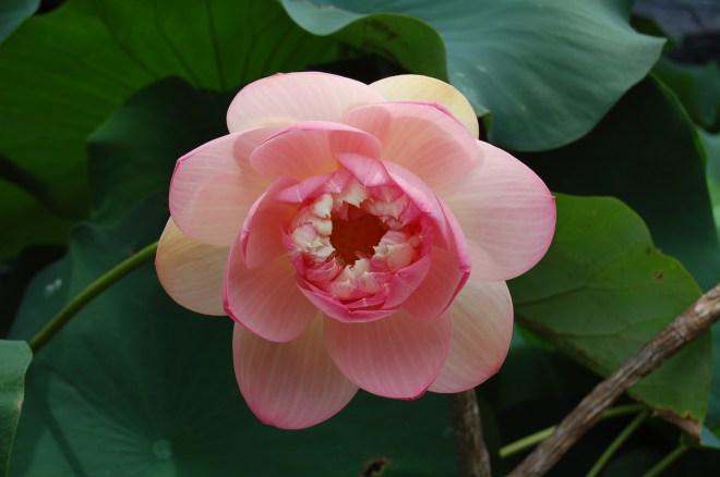 Flower at Port Arthur Lotus Festival - 2012 - Photo by Gail Pickens-Barger