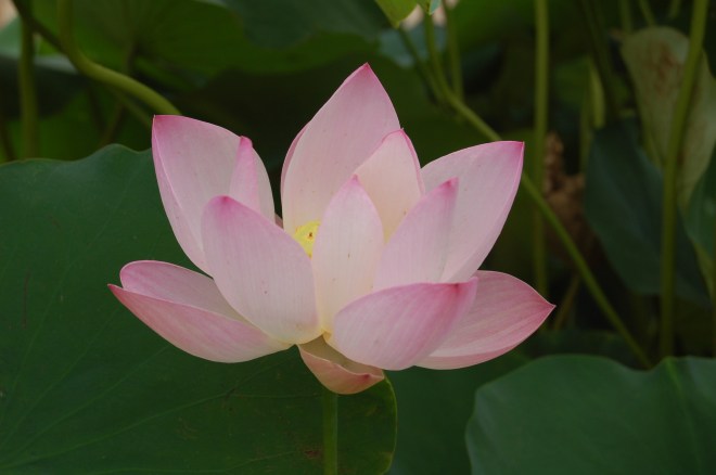 Flower at Port Arthur Lotus Festival - 2012 - Photo by Gail Pickens-Barger