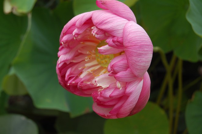 Flower at Port Arthur Lotus Festival - 2012 - Photo by Gail Pickens-Barger