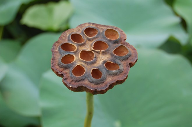 Flower at Port Arthur Lotus Festival - 2012 - Photo by Gail Pickens-Barger