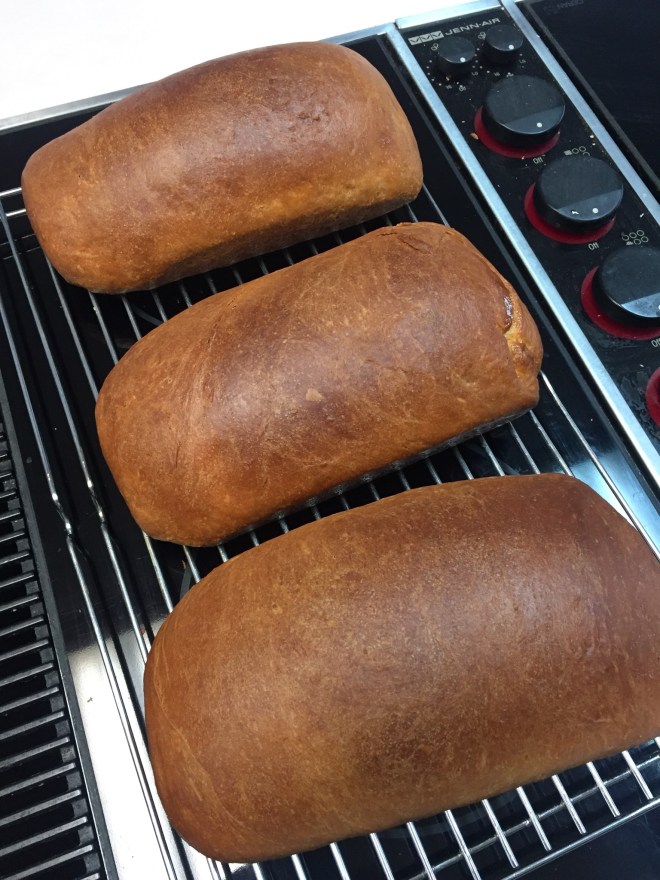 Nice hearty sourdough bread loaves.